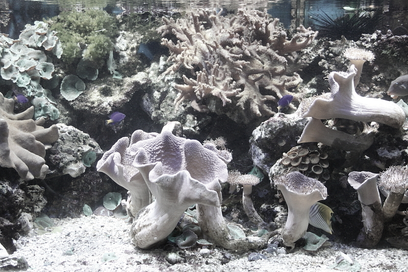 Killikus® Fotographie Killikus® Fotographie